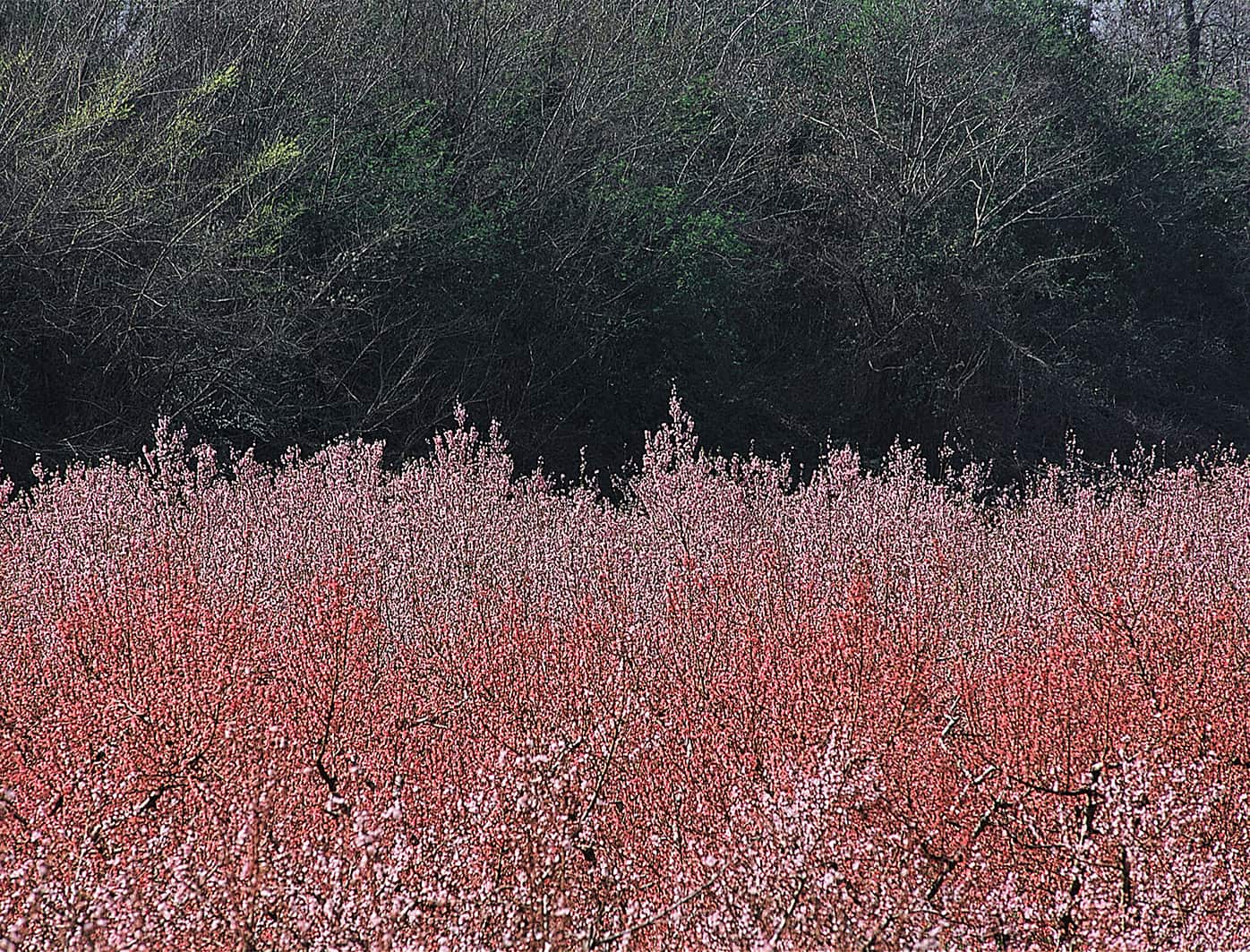 Aprile Image