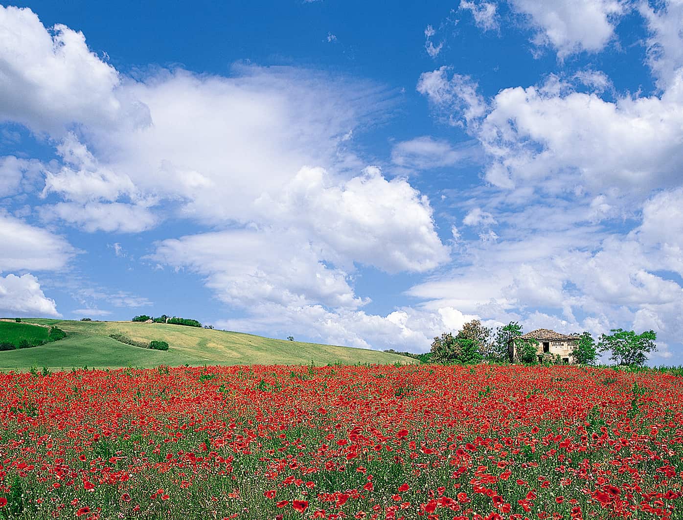 Giugno Image