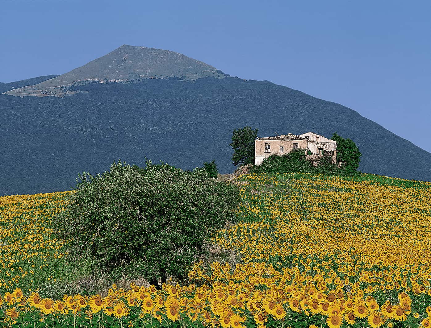 Luglio Image