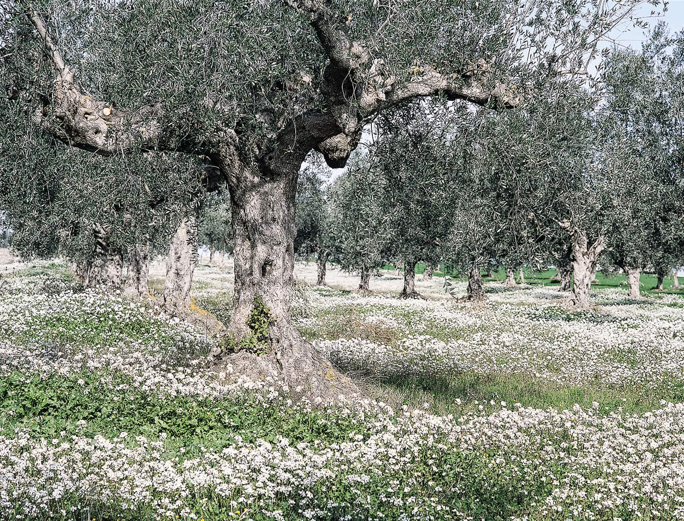 Aprile Image