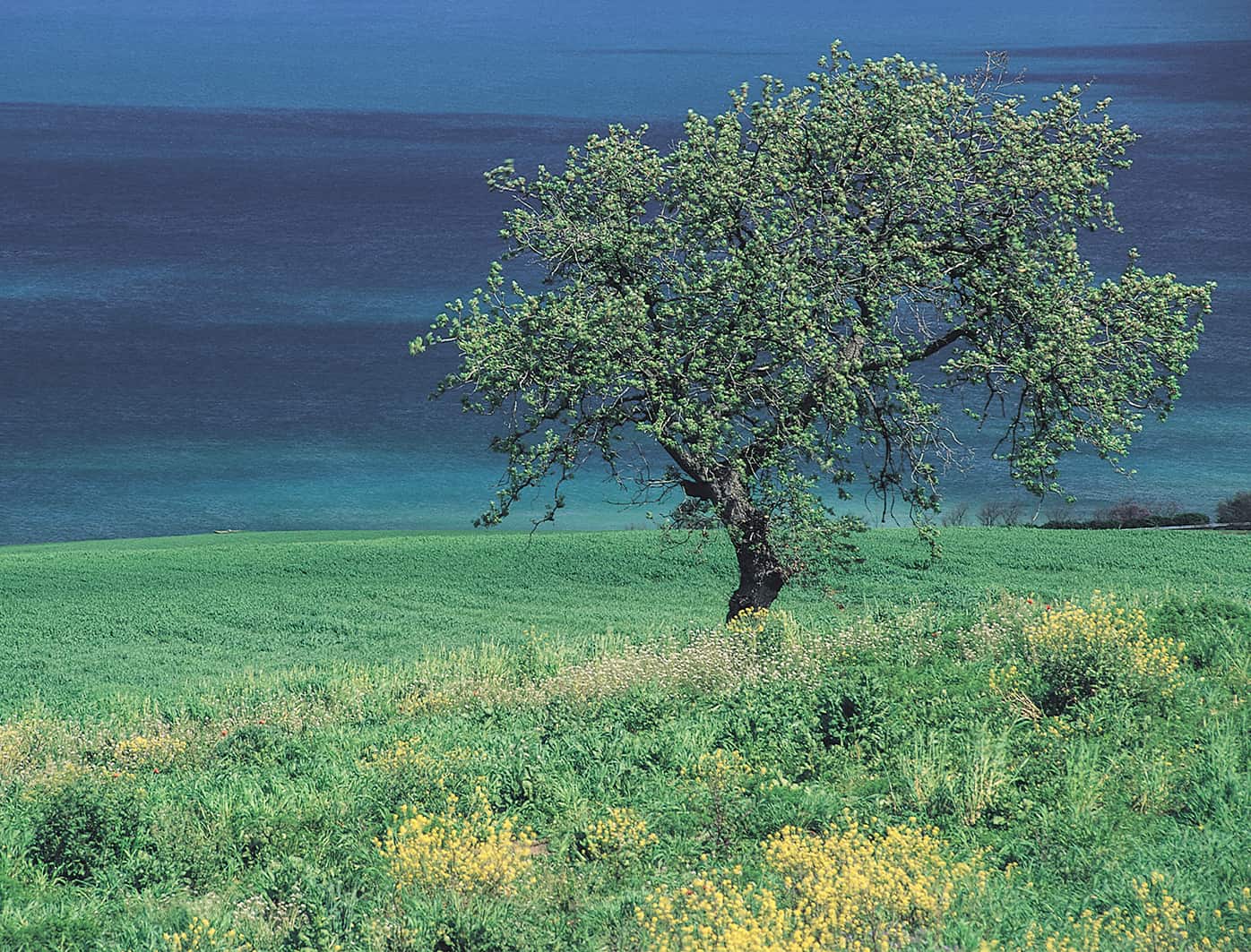 Maggio Image