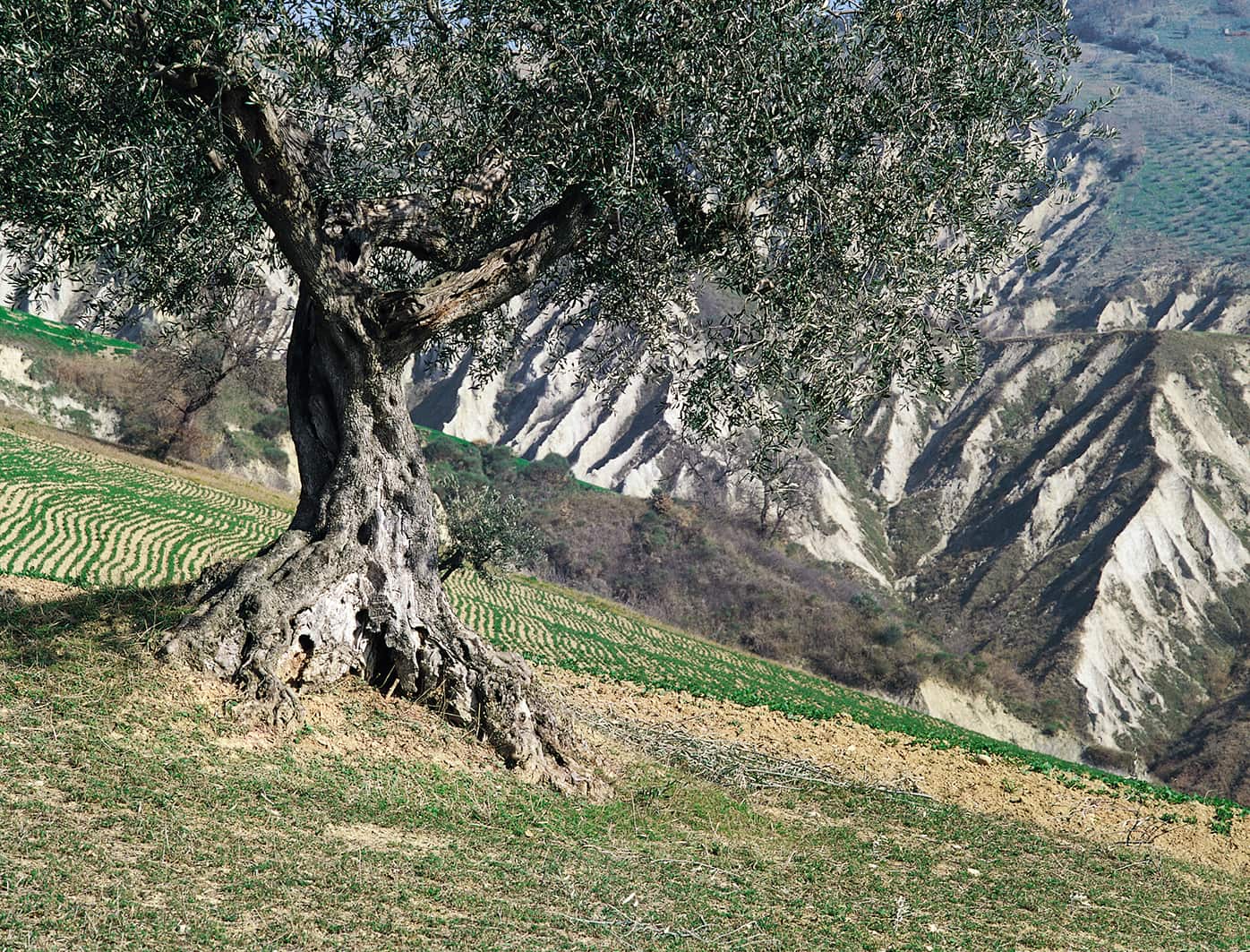 Marzo Image
