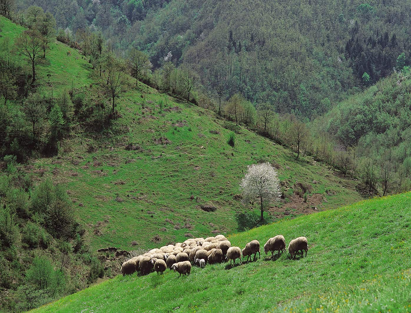 Maggio Image