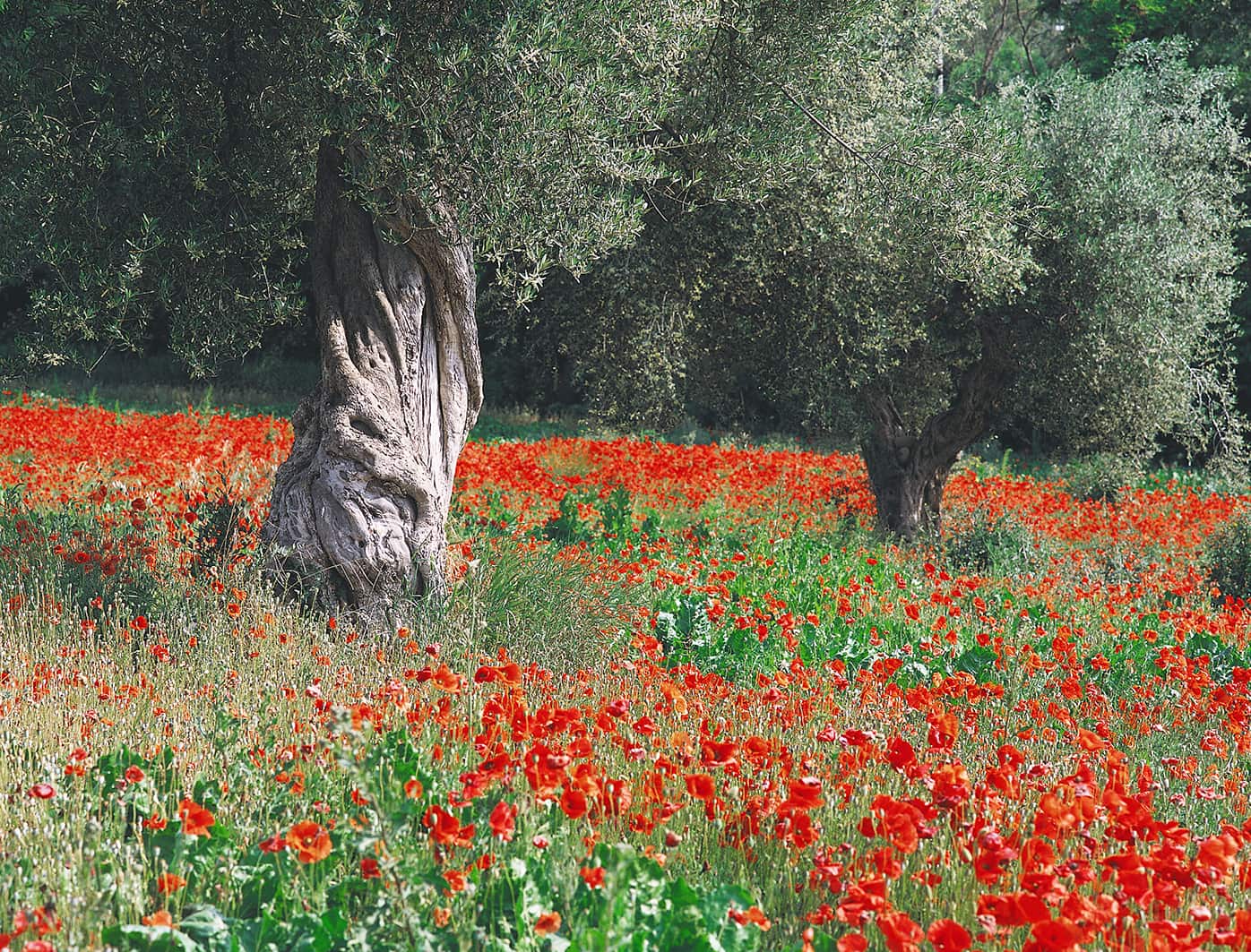 Giugno Image