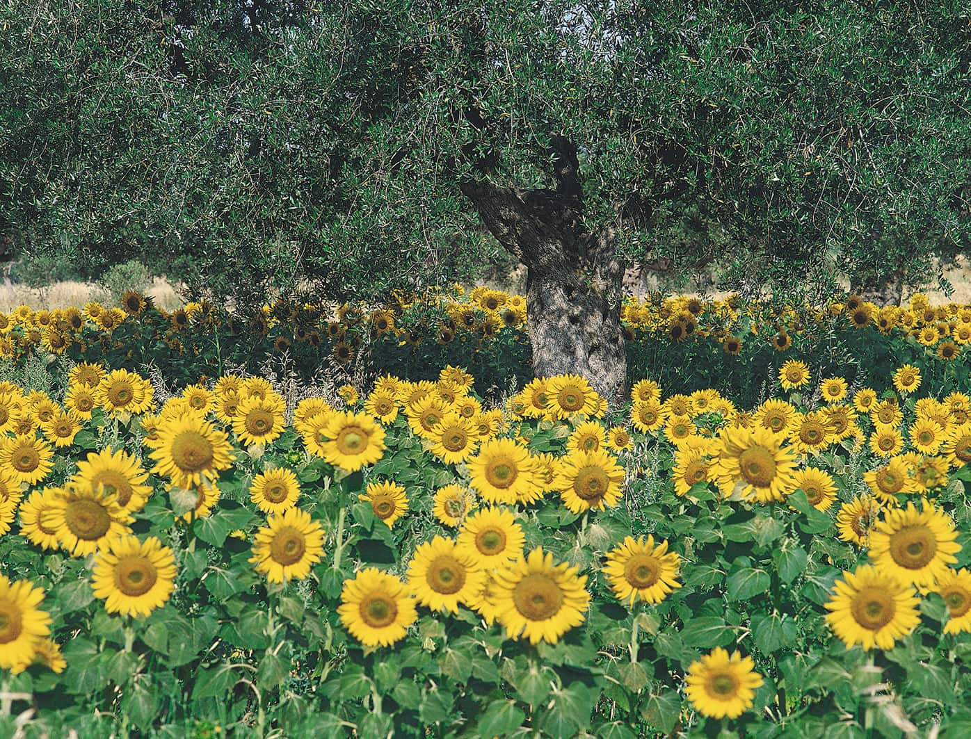 Luglio Image