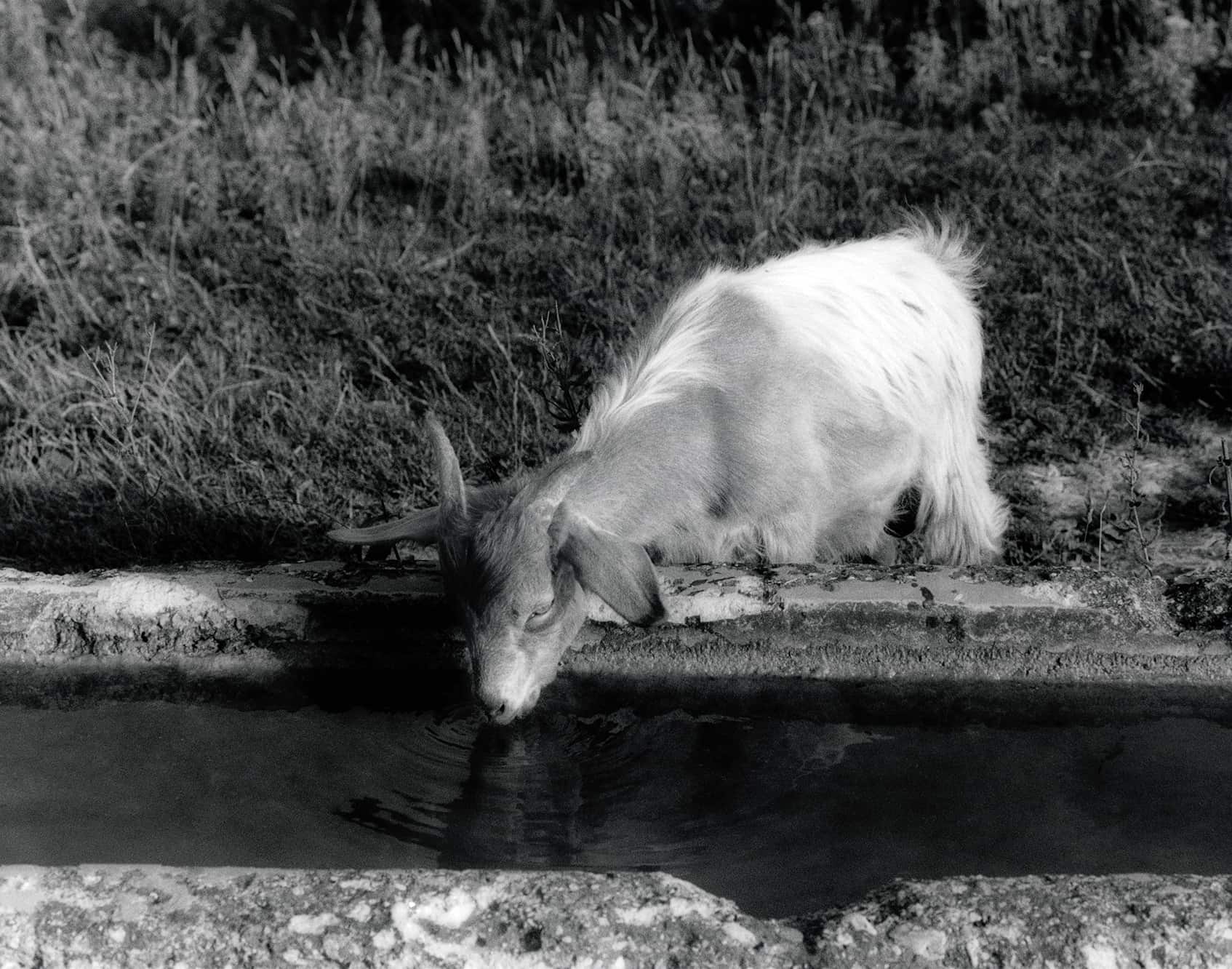 Luglio Image